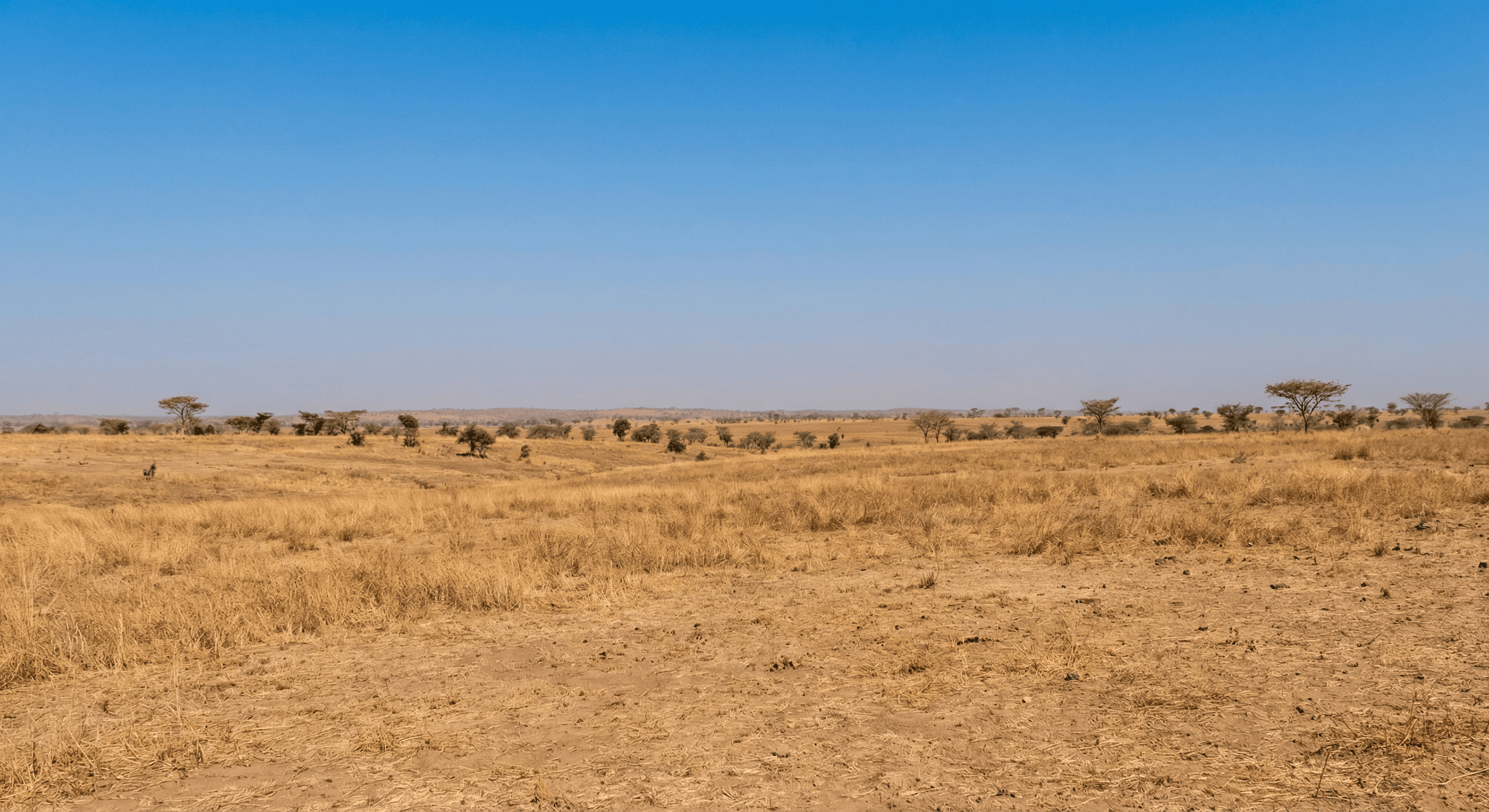 Dry season savanna in Ghana – golden grassland and clear skies